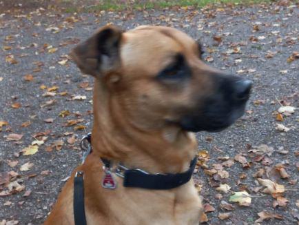 Deutscher Schäferhund-Mix Marlon