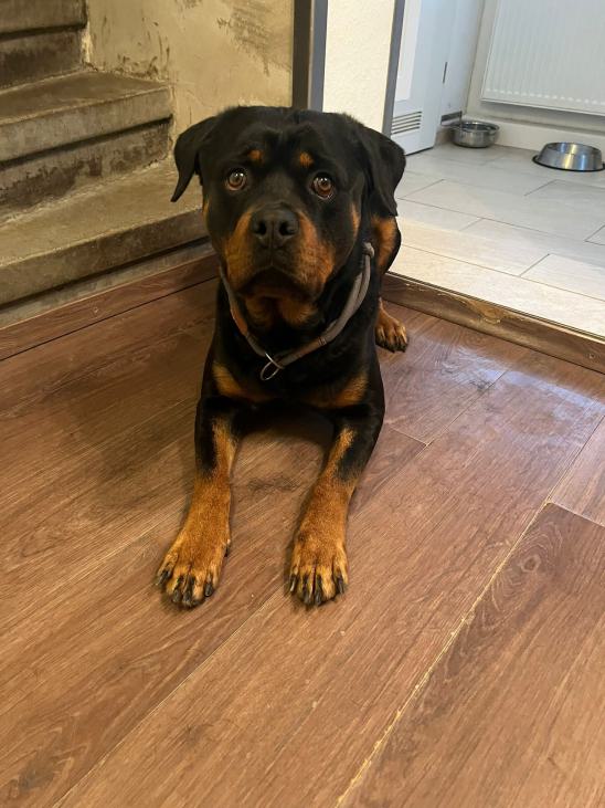 Rottweiler Amigo