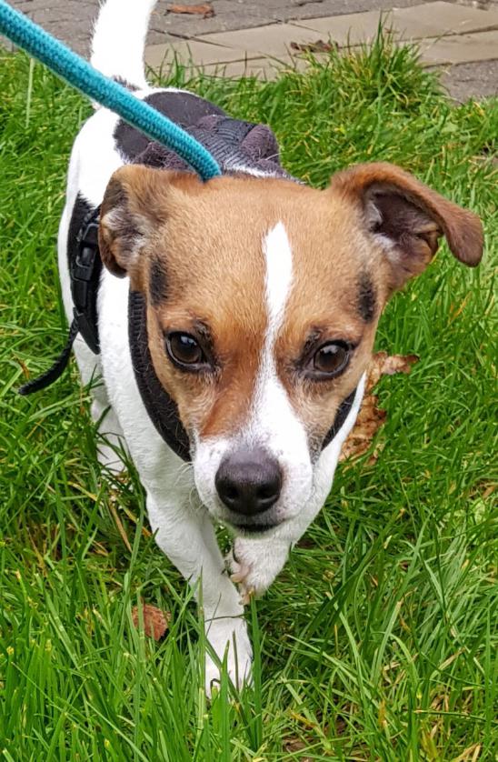 Chihuahua, Jack Russell Terrier Spark