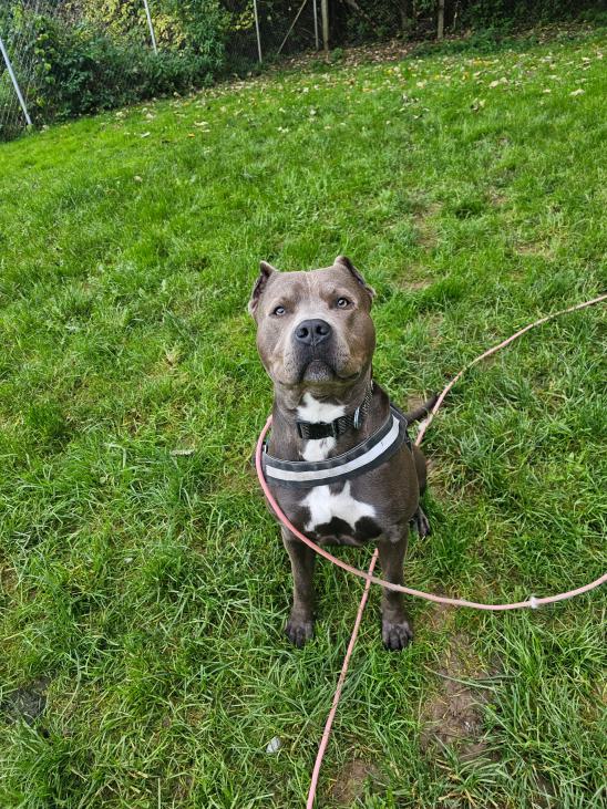 American Staffordshire Terrier Berxo