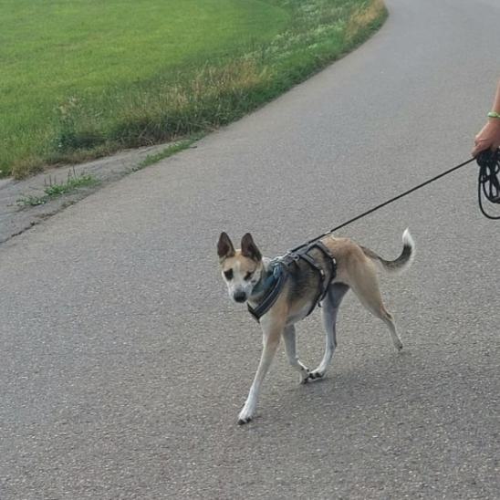 Rhodesian Ridgeback, Deutsche Dogge, Labrador Retriever Chippie
