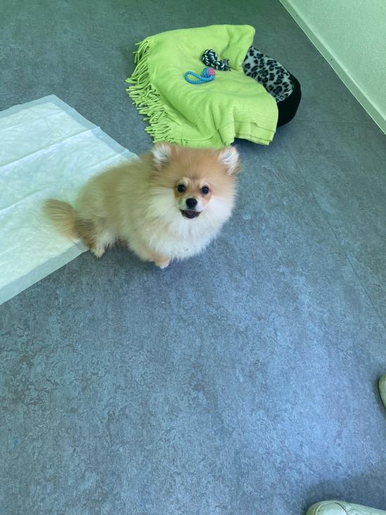 Deutsche Spitze Zyrius